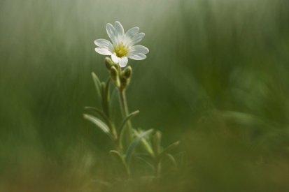 White flower