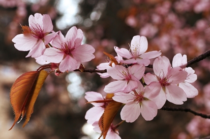 Sakura flower