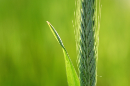 Green ear of corn